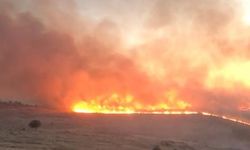 Şanlıurfa'da yangın faciası | Binlerce fıstık ağacı tehlikede!