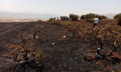 Gaziantep'teki anız yangınında bağlar zarar gördü
