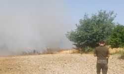Ula'da ziraat arazisinde yangın başladı!