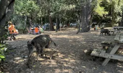 Yaban domuzları sahillere indi