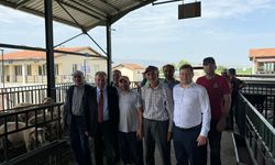 Başkan Nurlu Salihli canlı hayvan pazarını ziyaret etti