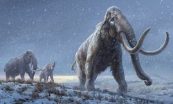 Yünlü mamutların nesli 4 bin yıl önce gizemli bir olayla tükendi