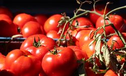 Foça'nın tarım uygulamaları ile yetişen domatesler tüketiciyi kazandı