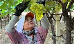 Manisa Sarıgöl'de üzüm hasadı zamanı