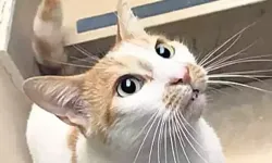 Kedi Faruk davası | Camdan itilme olayında yeni gelişmeler!