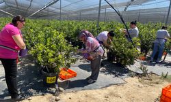 Alaşehir'de topraksız tarımın yeni yıldızı | Yaban Mersini