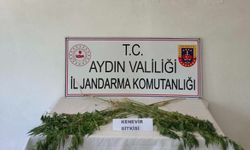 Aydın'da jandarma uyuşturucu ticaretine göz açtırmadı