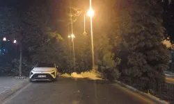 Aydın'da devrilen ağaç otomobile zarar verdi!