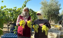 Manisa'da üzüm hasadı başladı | Dolandırıcılara dikkat