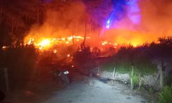SONDAKİKA | Çanakkale Ayvacık'ta orman yangını