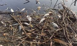 İzmir'in doğa harikası tehlikede | Balık ölümleri şok yarattı!