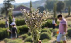 Bodrum'u lavanta kokusu sardı