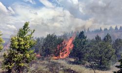 Eskişehir'de ağaçlandırma sahasında çıkan yangın söndürüldü