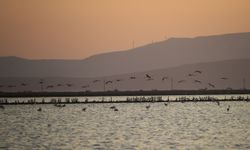 Flamingo adasının yeni sakinleri kıtalar arası uçuşa hazırlanıyor
