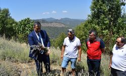 Muğla'da yetiştirilen lavantanın temsili hasadı yapıldı