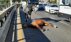 Ankara'da başıboş ata otomobil çarptı