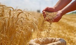 TZOB'dan buğday ve arpa fiyatlarına acil revize talebi
