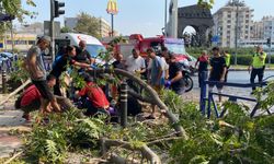 Aydın'da devrilen ağaç kadını yaraladı