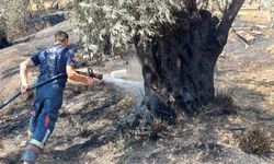 Aydın'da yangın tehlikesi devam ediyor