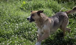 Sokak köpekleri için yeni düzenleme mecliste kabul edildi!