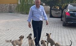 Salihli Belediye Başkanı Nurlu'dan sokak hayvanları yasasına açıklama