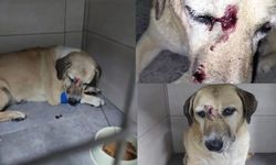 Buca'da kör ve yaşlı köpeğe saldırı: Failler serbest, tepkiler çığ gibi!