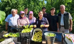 Çanakkale'de AB Coğrafi İşaret tescilli meyve üretiliyor