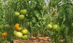 İzmir'de domatesin tarladan satış fiyatı çiftçiyi isyan ettirdi