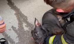 İtfaiyeciler yangından etkilenen köpeği hayata döndürdü