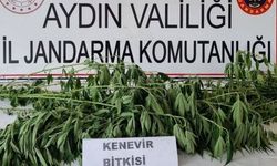 Aydın'da jandarmadan uyuşturucu operasyonu