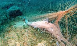 Hayalet ağlar denizaltındaki binlerce canlıyı tehdit ediyor
