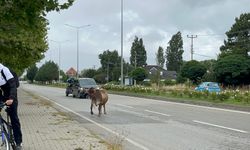 Bolu'da trafik tehlikesi! Yolun ortasında gezen inekler!