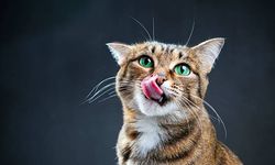 Kediler neden eşyaları tırmalar ve bu davranış nasıl önlenir?