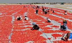 Diyarbakır'ın domatesleri dünyaya açılıyor!
