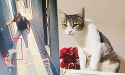 Kedi Şirine'yi balkondan atan kişinin 'cezası' belli oldu