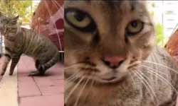Kedilerin yeni akımları: En sevimli viral videolar!