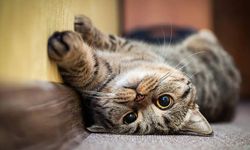 Evde kedi besliyorsanız dikkat | Sağlık ve güvenlik için önemli ipuçları