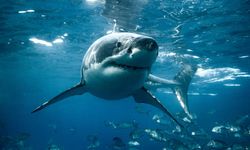 Köpekbalıkları kalp hastalıklarının çare olabilir mi?