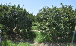 Ege'de meyve üretiminde 'sinek' etkisi: Rekolte düşebilir