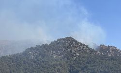Son dakika | Milas'ta orman yangını