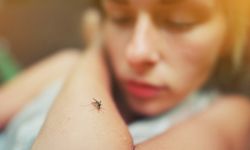 Uzmanından sivrisineklerle ilgili uyarı | Ölümcül virüsler yayılabilir!