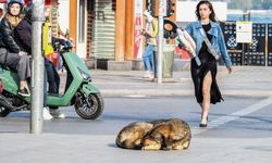 Sokak hayvanları düzenlemesi: Uymayan belediyelere hapis cezası!