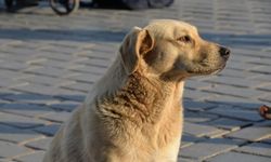 Sokak köpekleri için yeni düzenleme: Belediyelere hapis cezası geliyor!