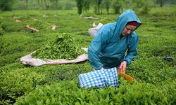 Hopa çay üreticileri isyanda | Fiyatlar düşünce üretim durdu!