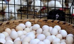 Yumurtanın gizli yolculuğu | Çiftlikten sofraya şaşırtan hikaye!