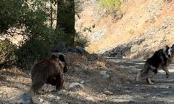 Muğla'da köpeğini yürüyüşe çıkaran adam ayıyla karşılaştı