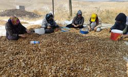 Adıyaman'da badem hasadı başladı