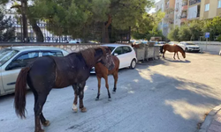 Video haber | Manisa'da şehre inen atlar ilgili odağı oldu