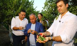 Bodrum mandalin hasadına yoğun ilgi