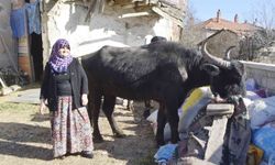 Kütahya halkına manda desteği